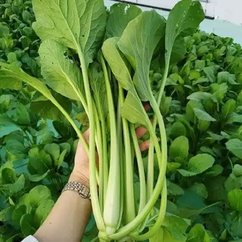 Product image - A02 - Hạt giống Cải Ngọt F1