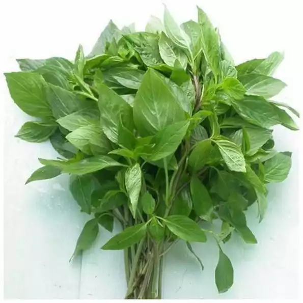 Product image - E04 - Hạt giống Húng Quế