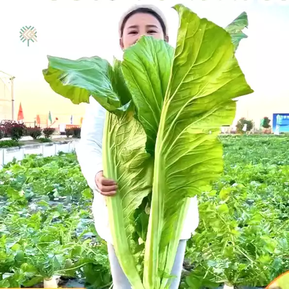 Product image - Hạt Giống Cải Mèo