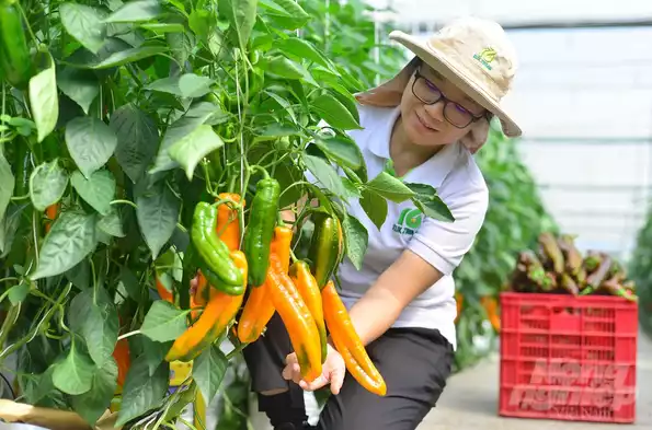 Product image - Hạt Giống Ớt Palermo