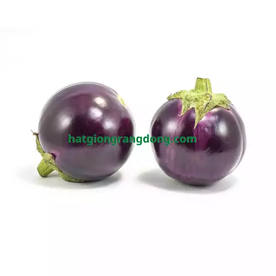 Product image - B36 - Hạt giống Cà Tím Trái Tròn F1