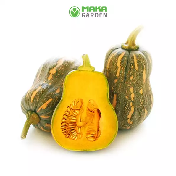 Product image - B20 - Hạt giống Bí Đỏ Hạt Đậu F1 (Bí Đỏ Hồ Lô)