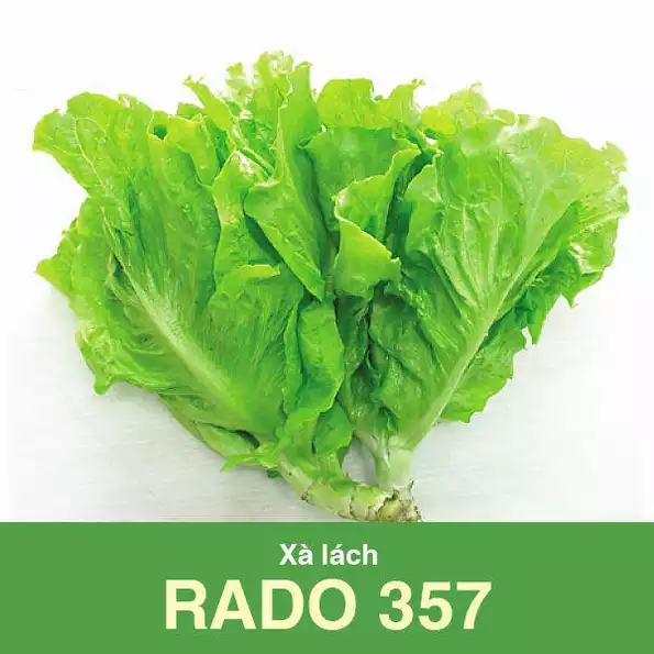 Product image - A38 - Hạt giống Xà Lách F1