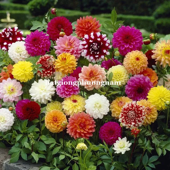 Product image - H07 - Hạt giống Thược Dược F1 (Mix Màu)