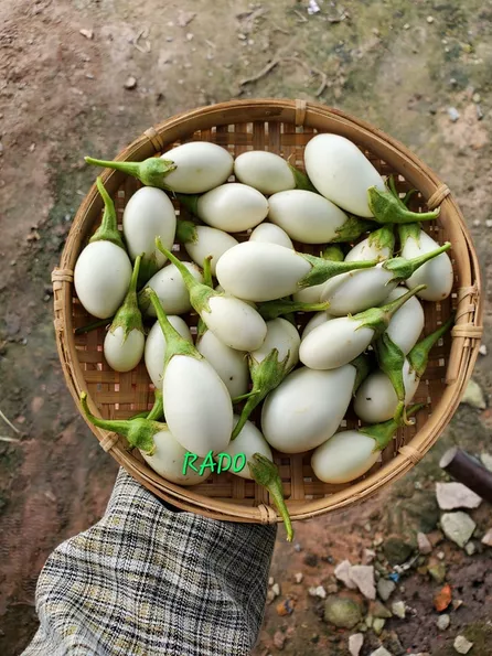 Product image - B34 - Hạt giống Cà Trứng Ngỗng siêu quả