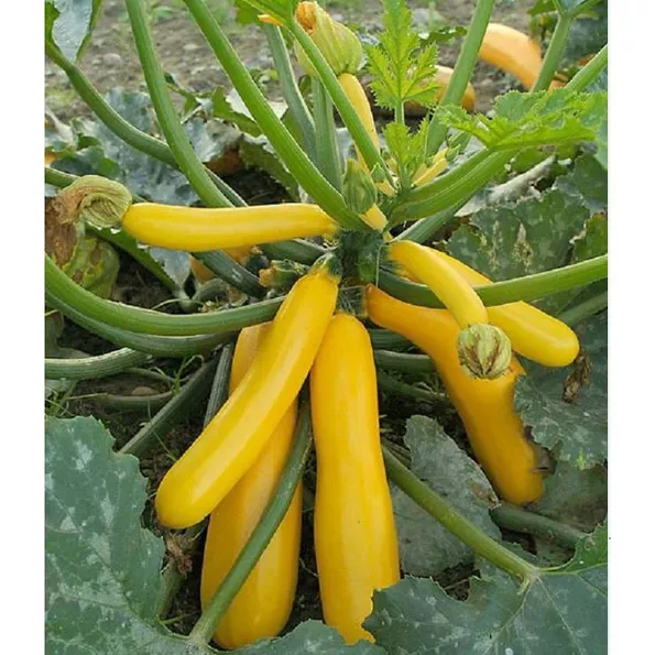 Product image - B14 - Hạt giống Bí Ngòi Vàng Sữa - Siêu quả