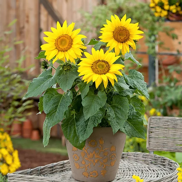 Product image - H14 - Hạt giống hoa Hướng Dương Lùn F1 (Siêu bông)