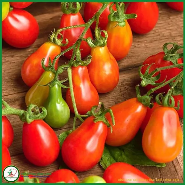 Product image - B28 - Hạt giống Cà Chua Quả Lê Đỏ F1