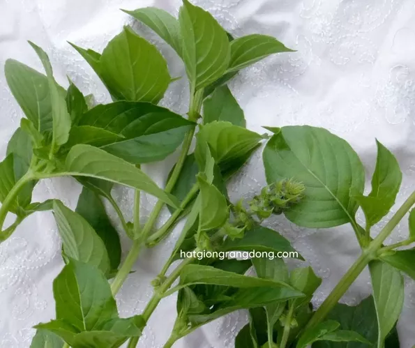 Product image - G13 - Hạt giống Lá É F1