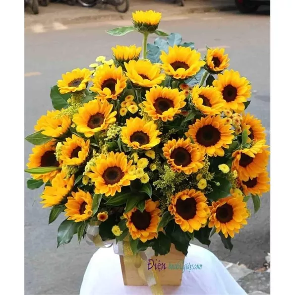 Product image - H13 - Hạt giống hoa Hướng Dương Cắt Cành