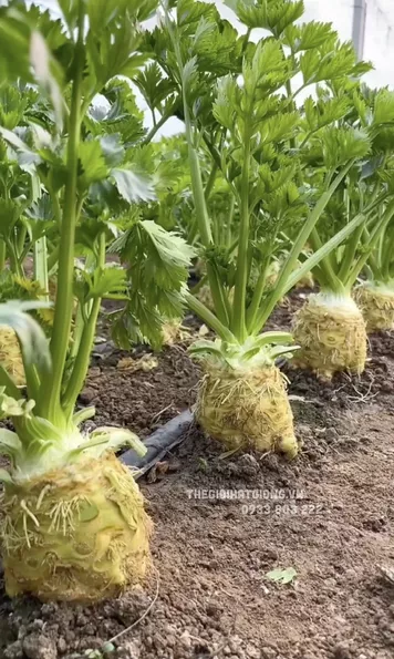 Product image - A26 - Hạt giống Cần Tây Củ Khổng Lồ F1