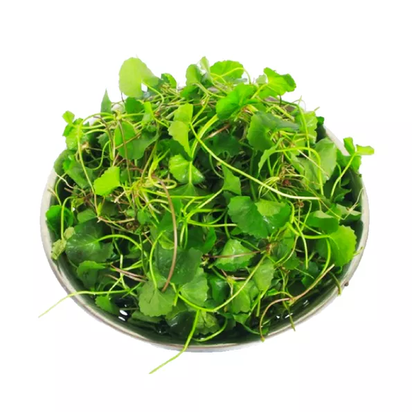 Product image - G01 - Hạt giống Rau má lá nhỏ