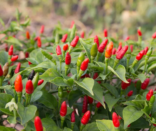 Product image - B07 - Hạt giống Ớt Xiêm Rừng