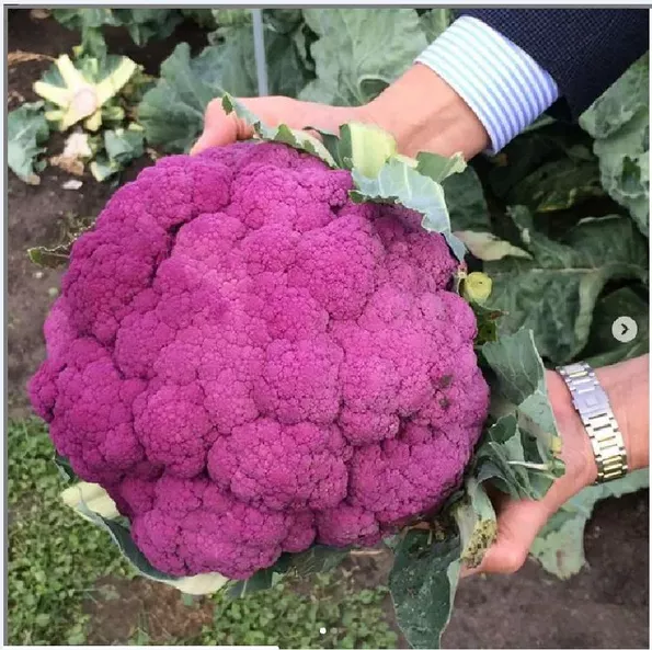 Product image - A05 - Hạt giống Súp Lơ Tím F1 (Lơ Tím)