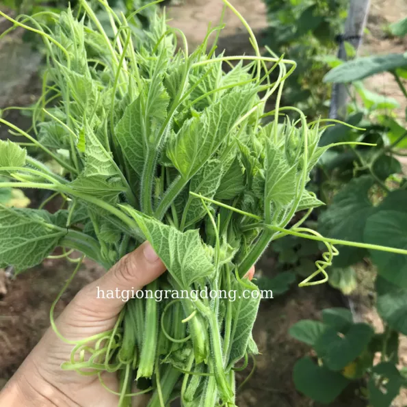 Product image - B02 - Hạt giống Bầu Siêu Ngọn F1