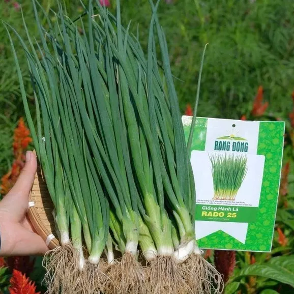 Product image - E01 - Hạt giống Hành Hương F1 (Hành Lá Thơm F1)