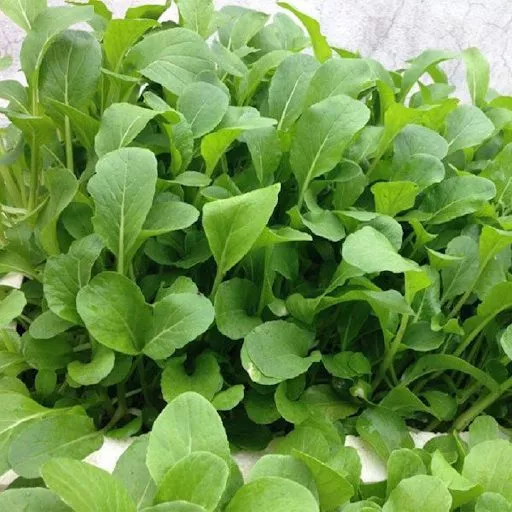 Product image - A13 - Hạt hạt Cải Xanh Ăn Non F1