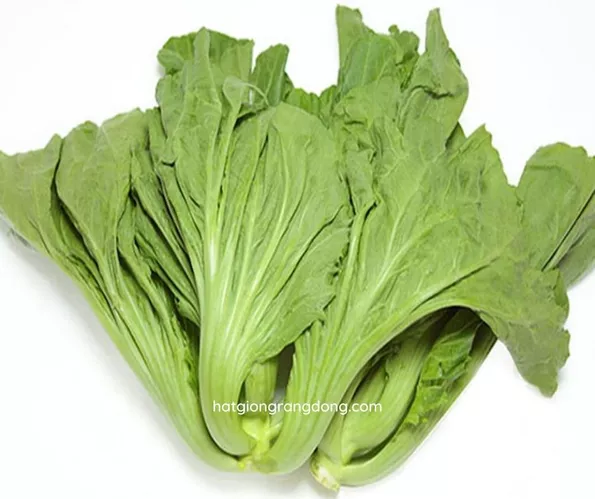 Product image - A10 - Hạt giống Cải Bẹ Dưa F1