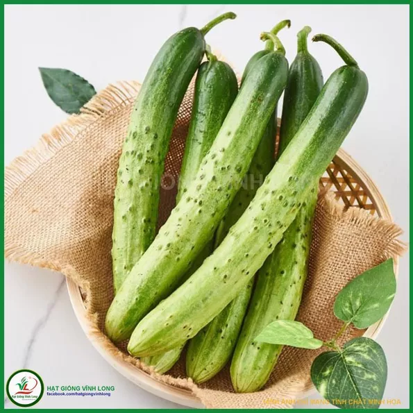 Product image - B42 - Hạt giống Dưa Leo Nếp - Dưa Chuột Nếp