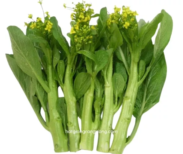Product image - A23 - Hạt giống Cải Ngồng F1 (Ngồng Cải Ngọt HV)