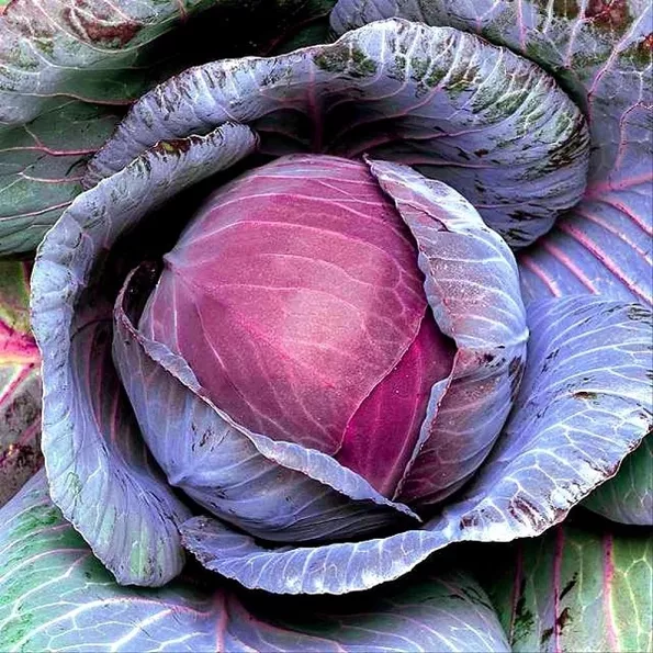 Product image - A17 - Hạt giống Bắp Cải Tím