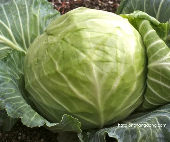Product image - A01 - Hạt giống Bắp Cải F1 chịu nhiệt