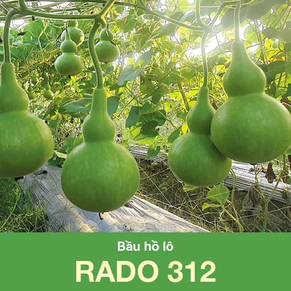 Product image - B22 - Hạt giống Bầu Hồ Lô