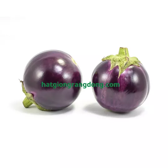 Product image - B36 - Hạt giống Cà Tím Trái Tròn F1