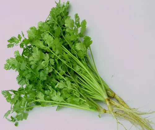 Product image - E09 - Hạt giống Rau Mùi - Rau Ngò hạt nhỏ