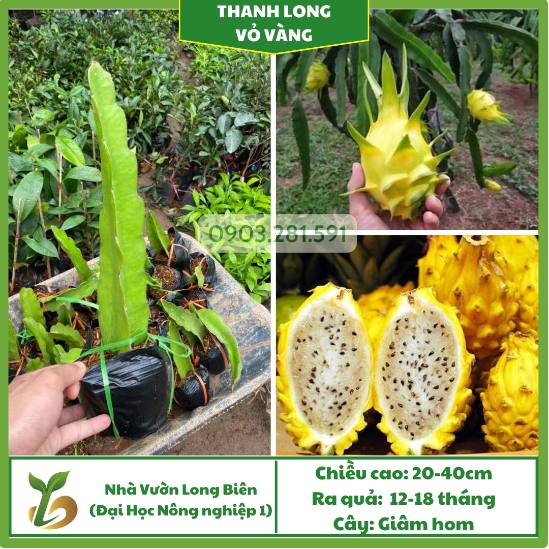 Thanh Long Vỏ vàng