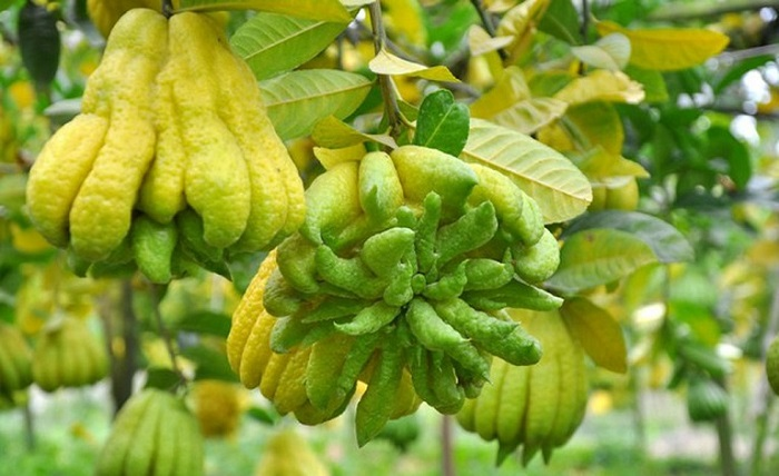 Phật Thủ_thumbnail_1