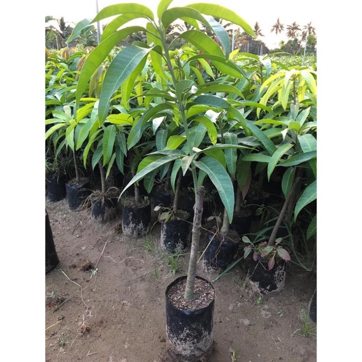 Xoài Úc_thumbnail_1