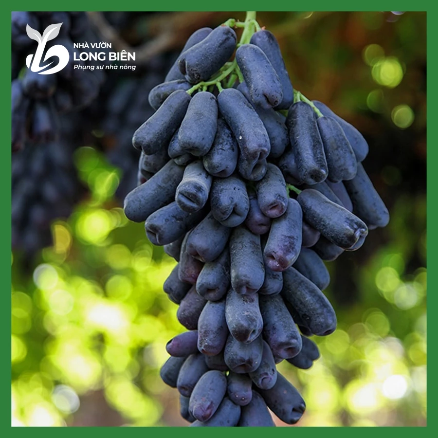 Nho Ngón Tay_thumbnail_1