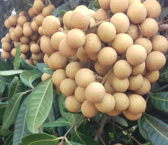 Nhãn siêu chín sớm_thumbnail_1