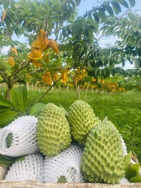 Na Sầu Riêng_thumbnail_3