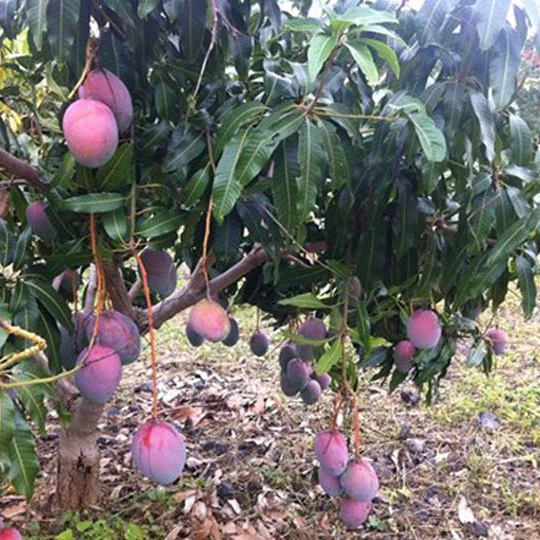 Xoài Tím_thumbnail_3