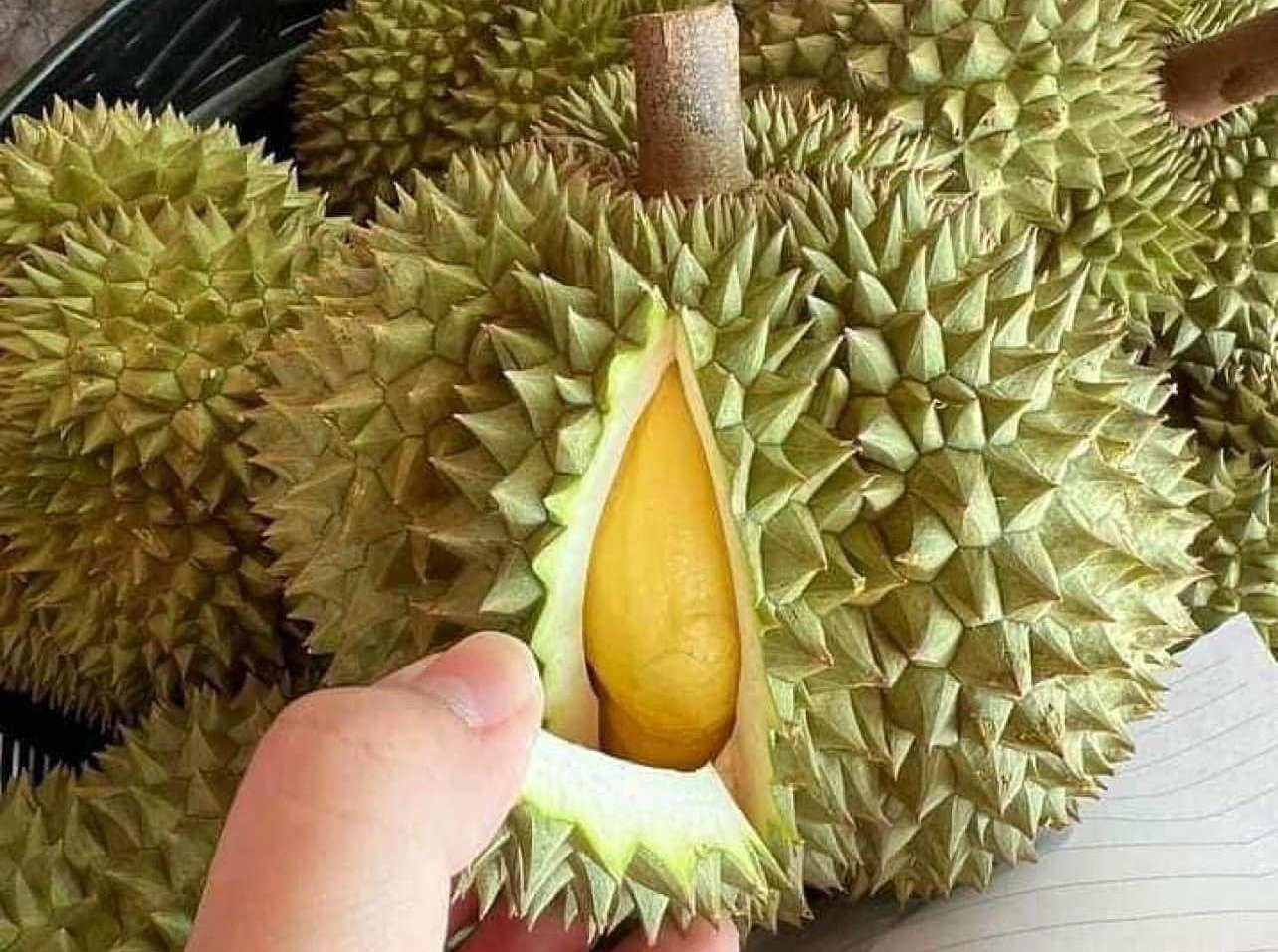 Sầu riêng Thái_thumbnail_1