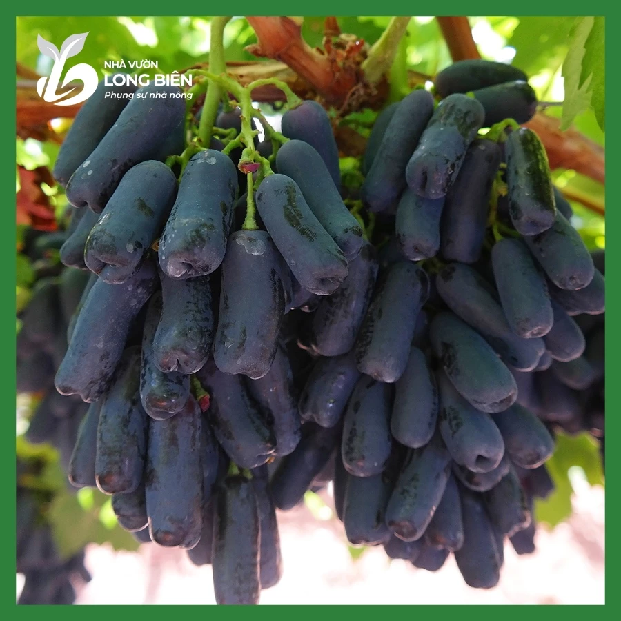 Nho Ngón Tay_thumbnail_2