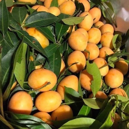 Thanh Trà_thumbnail_2