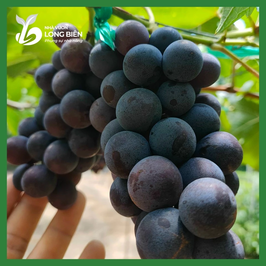 Nho Hạ Đen_thumbnail_2