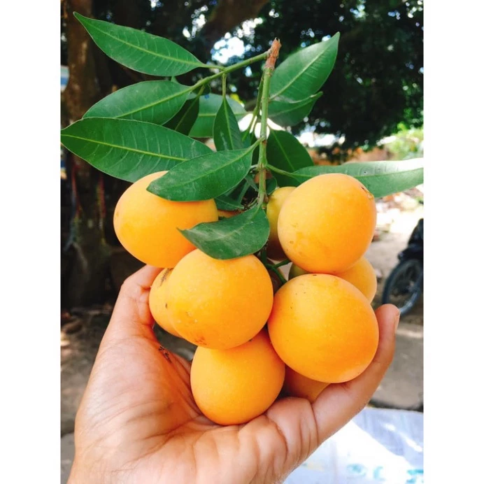 Thanh Trà_thumbnail_1