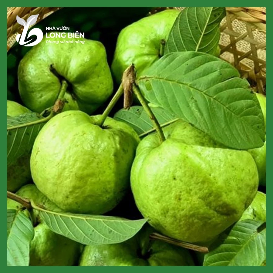 Ổi Nữ Hoàng_thumbnail_1