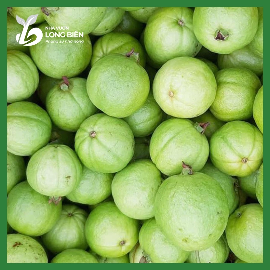 Ổi Bốn Mùa_thumbnail_4