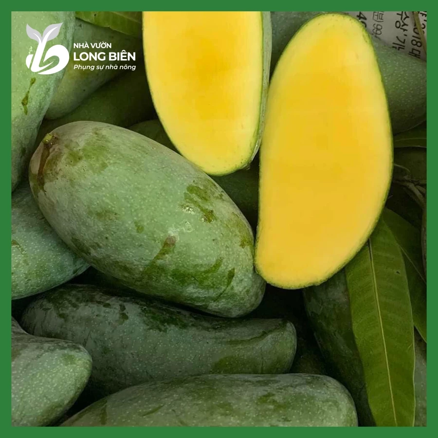 Xoài Thái_thumbnail_2