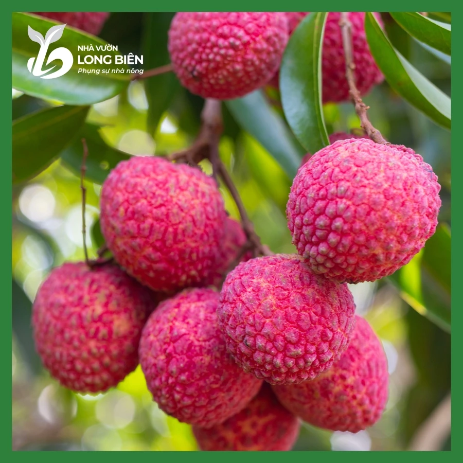 Vải Thiều_thumbnail_1