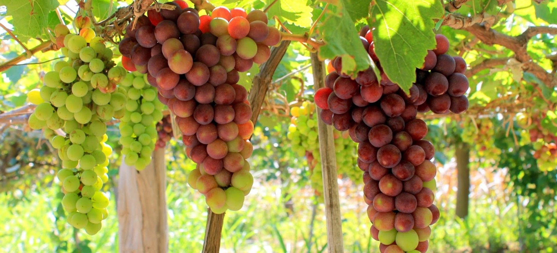 Nho  Ninh Thuận_thumbnail_2