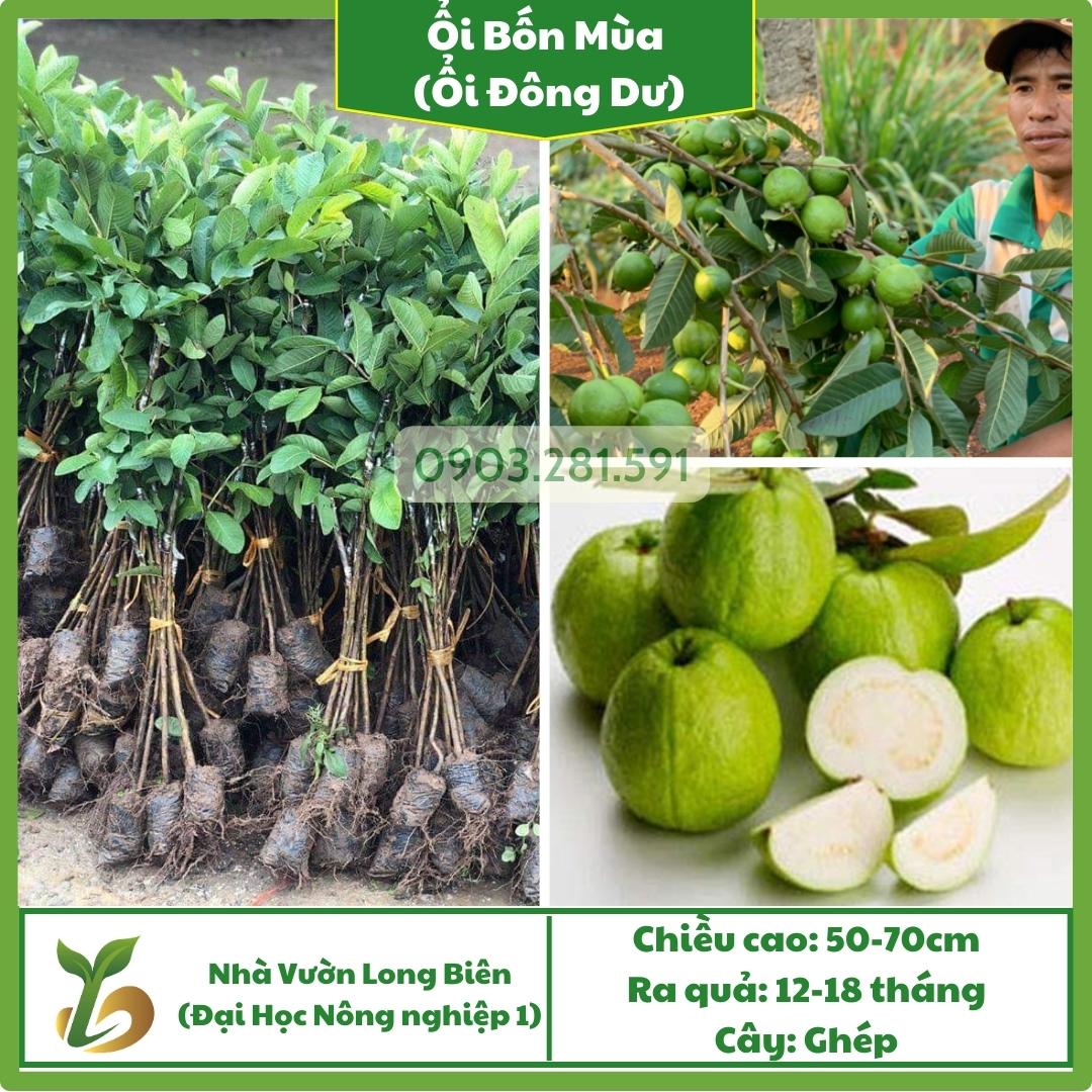 Ổi Bốn Mùa