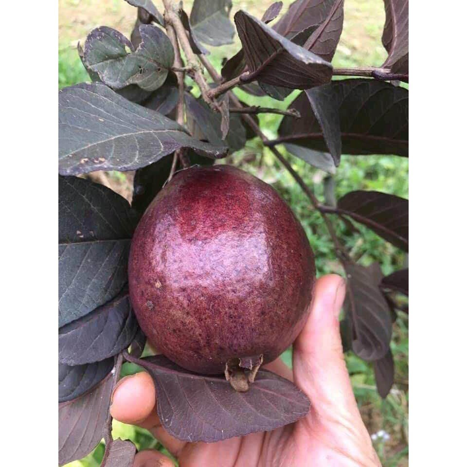 Ổi Tím_thumbnail_2