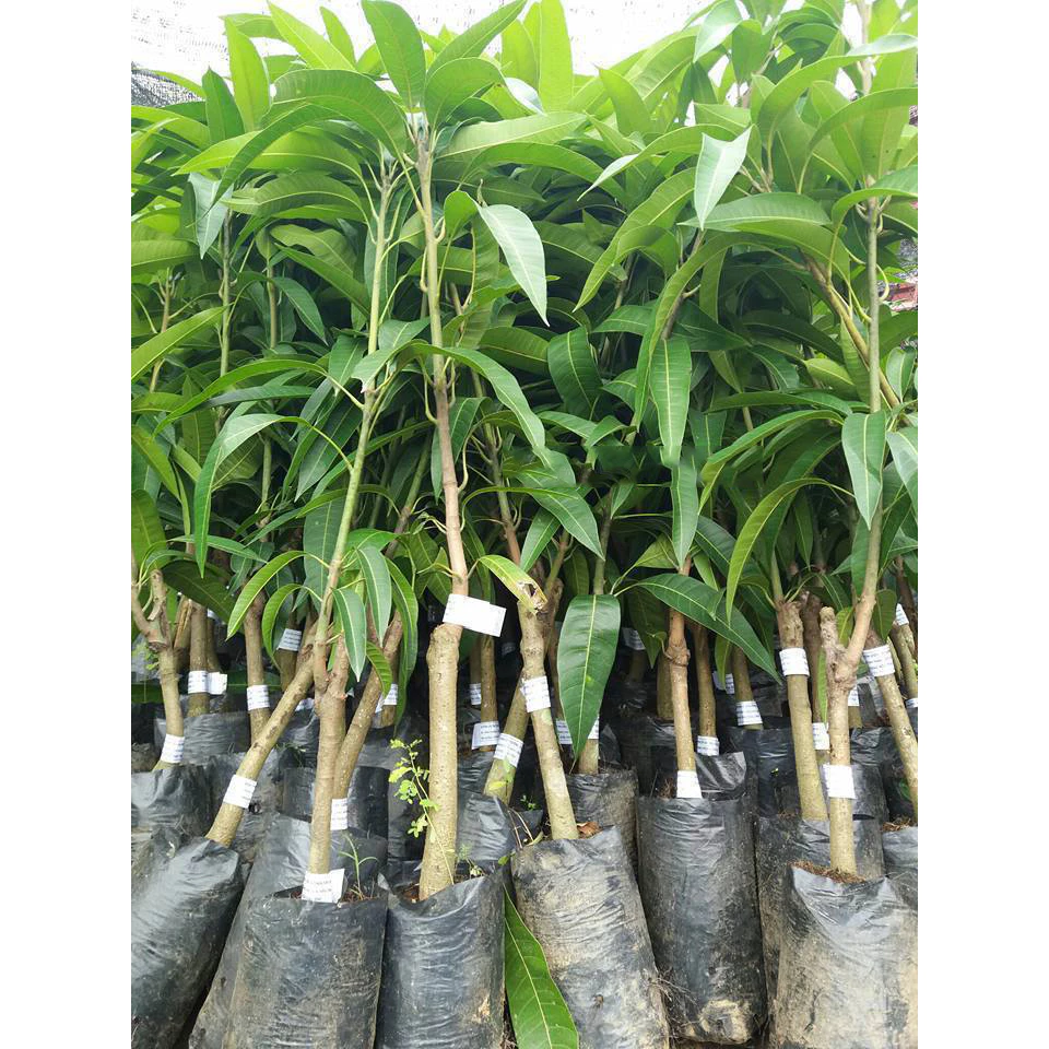 Xoài Tím_thumbnail_2