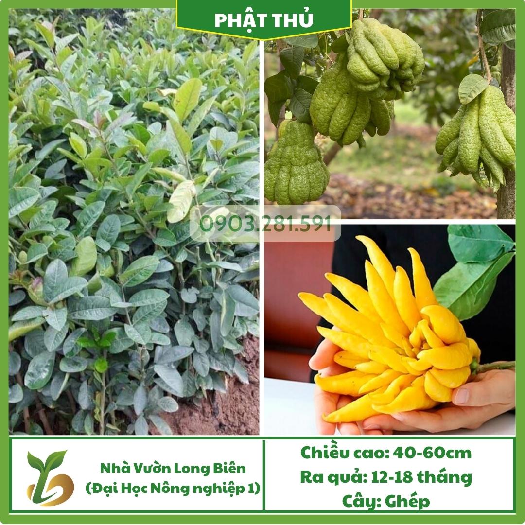 Phật Thủ
